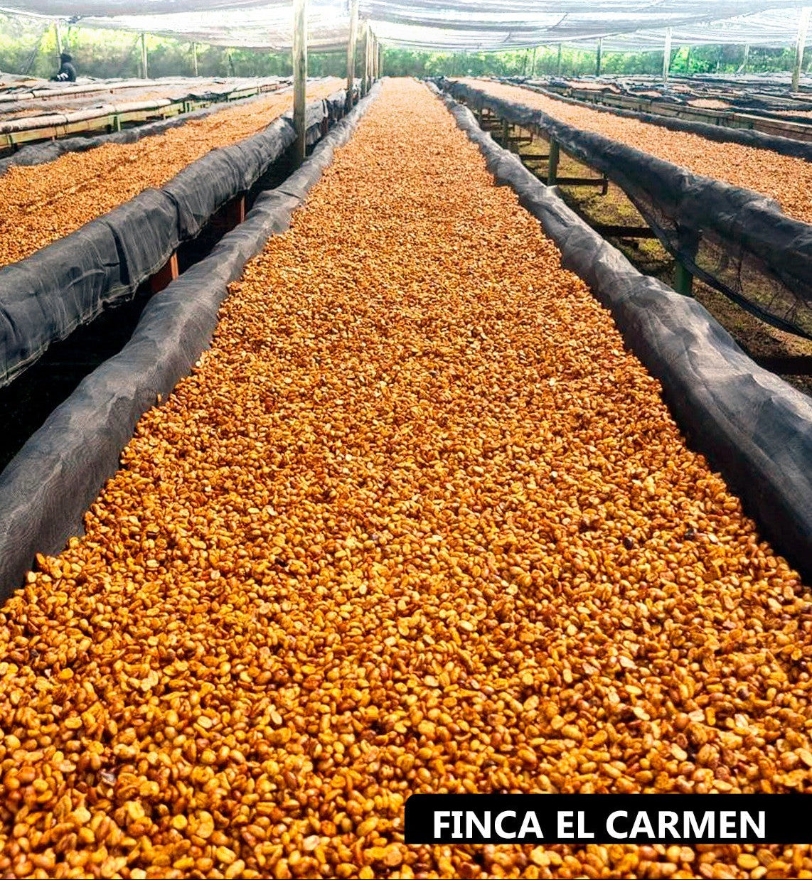 Black Honey Salvador - Image 2