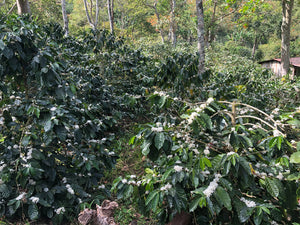 Le café de la ferme est produit sous ombrage avec des systèmes agroforestiers et avec de bonnes pratiques agricoles sous les normes de Rainforest Alliance. 45% de la superficie des fermes est une zone de réserve forestière située dans la réserve naturelle d'El Arenal, qui est l'une des rares zones de réserve forestière de nebliselva au Nicaragua